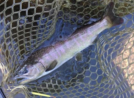 エキスパートエリアで大物狩り ～平谷湖フィッシングスポット～